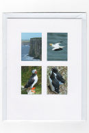 Sea Cliff Birds