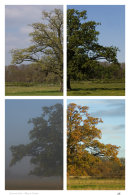 Seasonal Oak - May to October