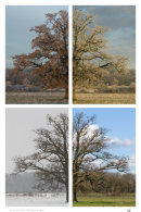 Seasonal Oak - November to April