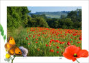Bedfordshire Poppy Fields