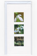 Snowdrop Medley
