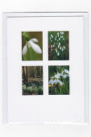 Snowdrop Medley