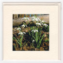 Spring Snowdrop