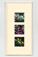 Springtime Bulbs
