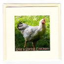 Spring Chicken
