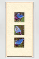 Silver Studded Blue