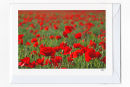 Summertime Poppies