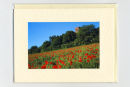 Church & Poppies