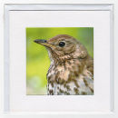 Song Thrush
