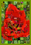 Tulip Mosaic