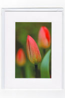 Spring Tulip
