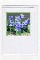 Violet