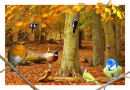 Woodland Birds