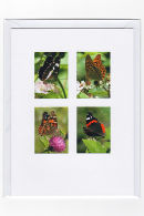 Woodland Butterflies
