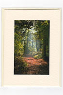 Woodland Clearing