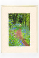 Woodland Path...