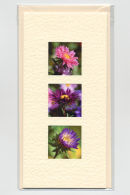 China Asters