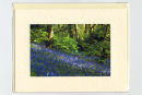 Bluebells 2