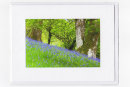 Welsh Bluebells