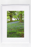 Welsh Bluebells