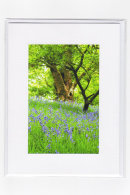 Welsh Bluebells
