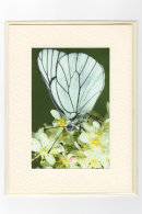 Black Veined White