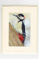 Colourful Woodpecker