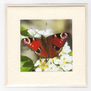 Peacock Butterfly