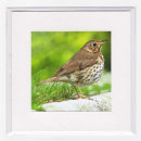 Song Thrush