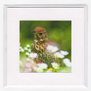 Thrush & Daisies