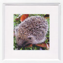 Hedgehog