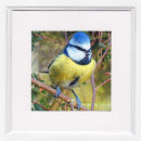 Blue Tit