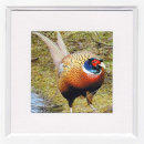 Male Pheasant
