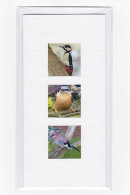 Woodland Birds