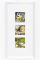 Garden Birds