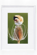 Goldfinch & Teasel