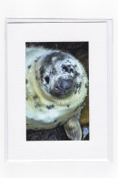 Seal Pup