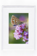 Common Blue