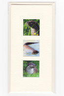 Otters