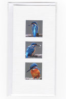 Kingfishers