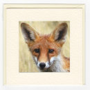 Young Fox
