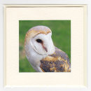 Barn Owl