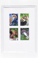 British Mammals