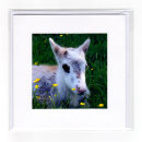 Reindeer Calf