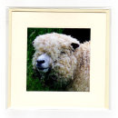 Woolly Sheep