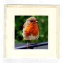 Bright Robin
