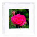 Old Fashion Rose