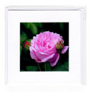 Old Fashion Rose