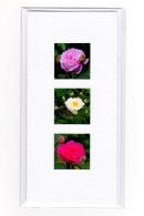 Rose Medley