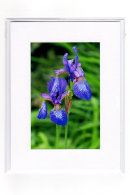 Blue Iris